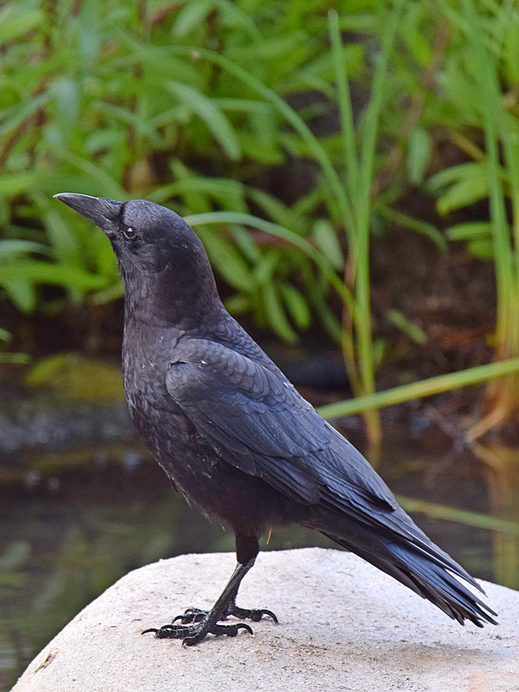 Crow.jpg