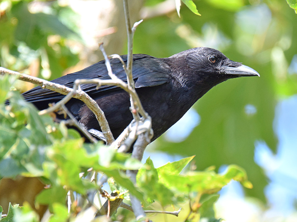Crow.jpg