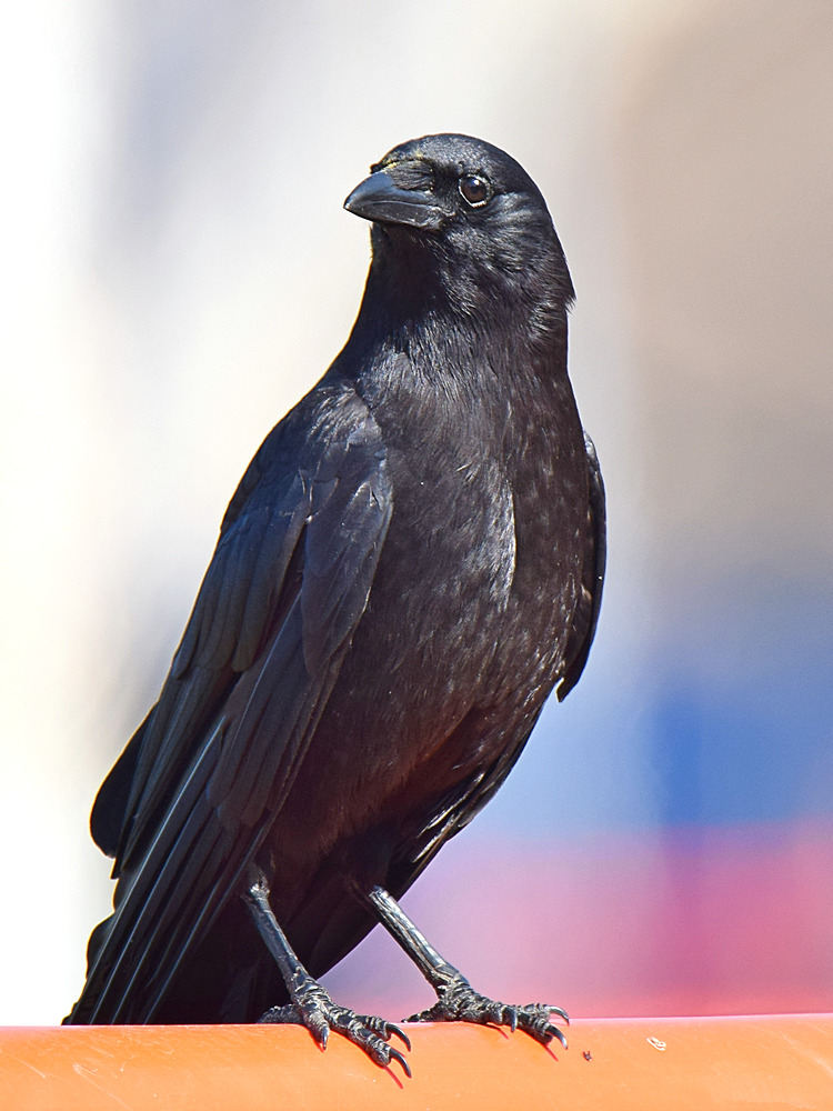 Crow.jpg
