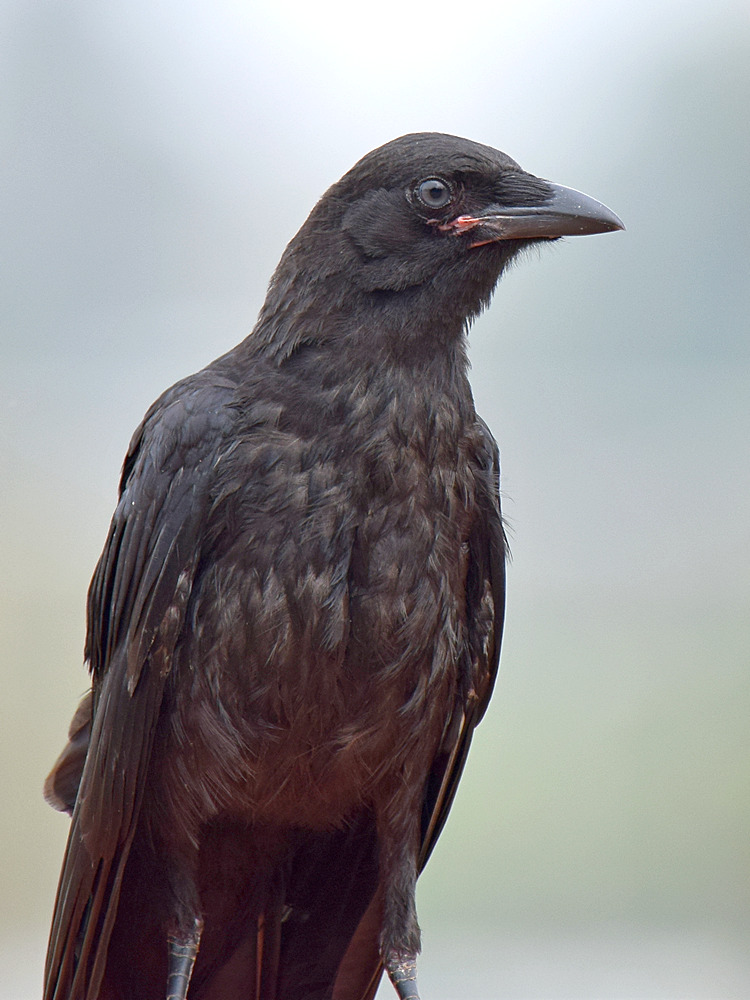 Crow.jpg