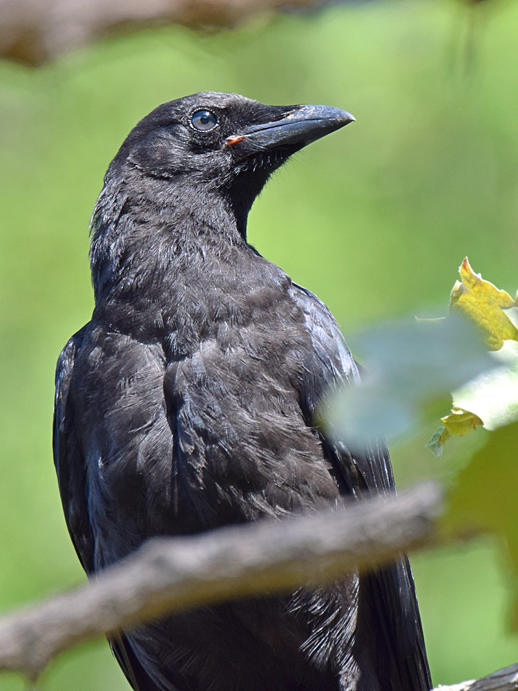Crow.jpg