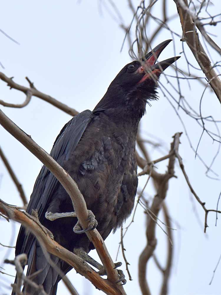 Crow.jpg