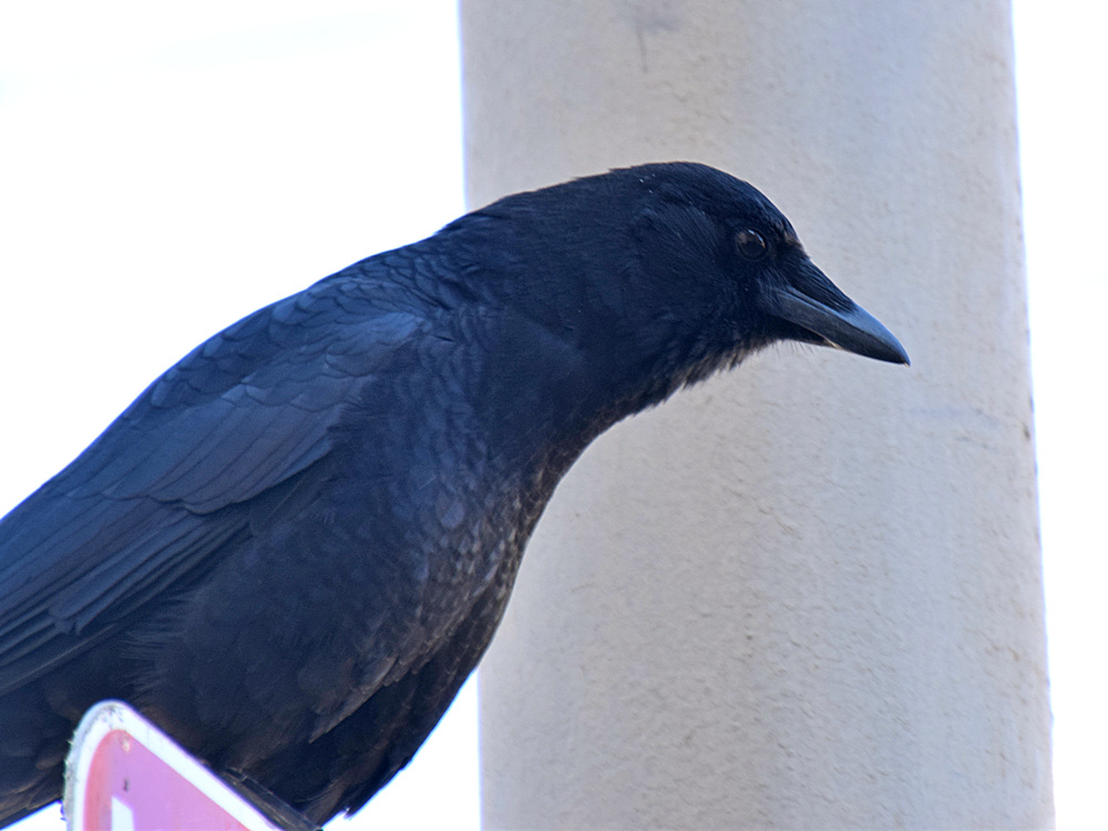 Crow.jpg