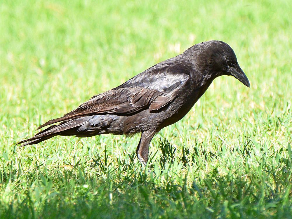 Crow.jpg