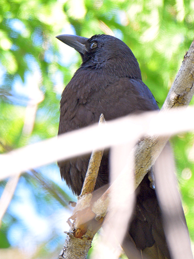 Crow.jpg