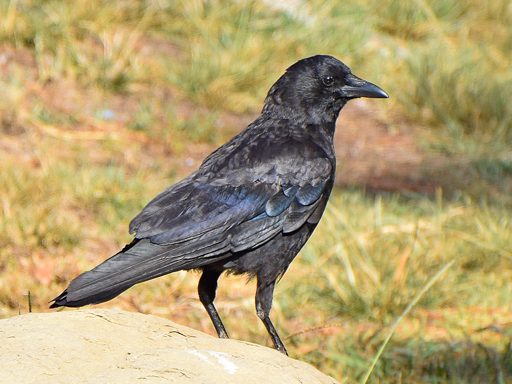 Crow.jpg