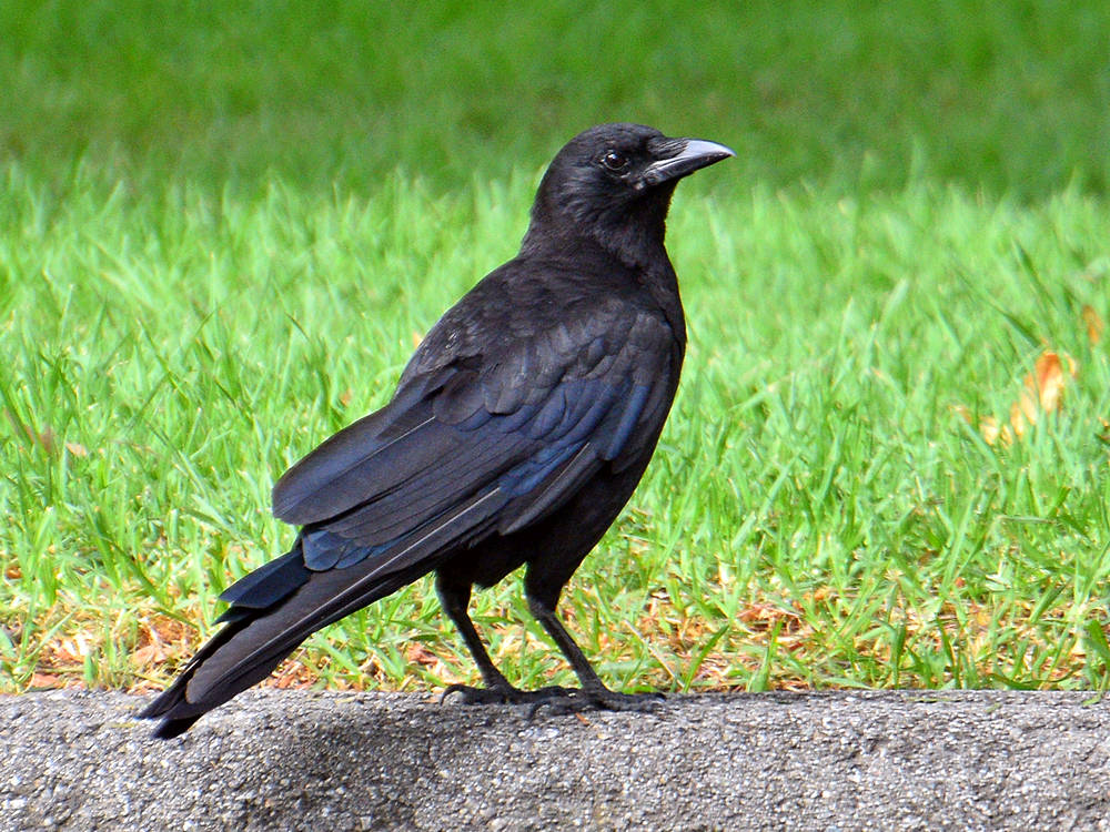 Crow.jpg