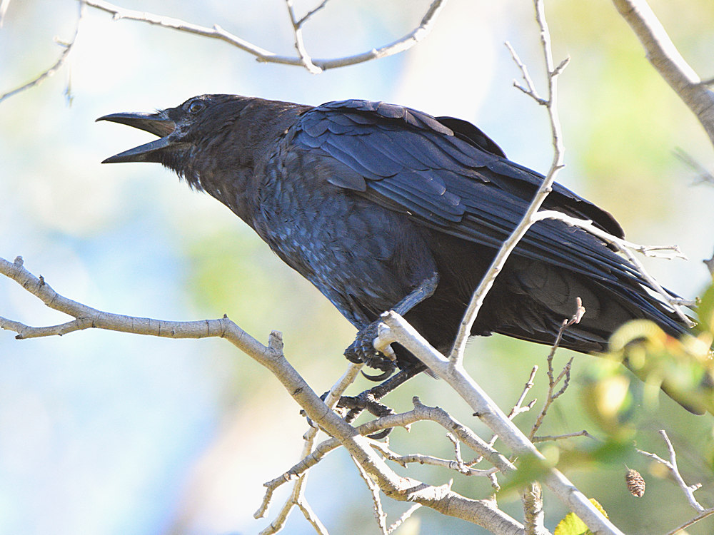 Crow.jpg