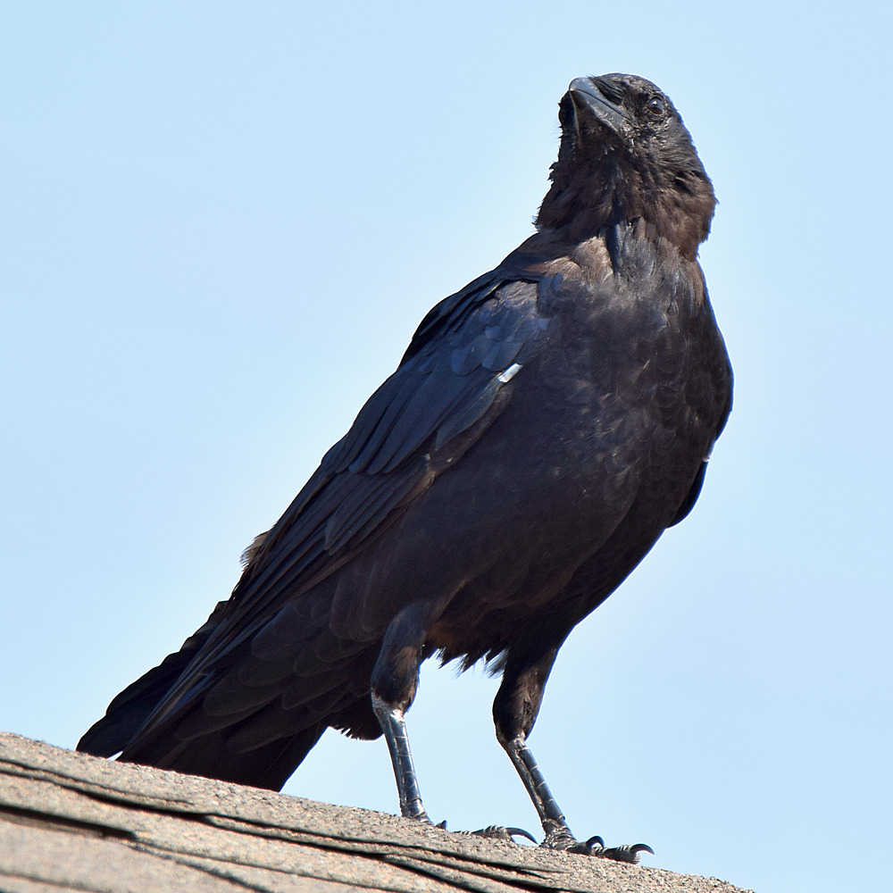 Crow.jpg