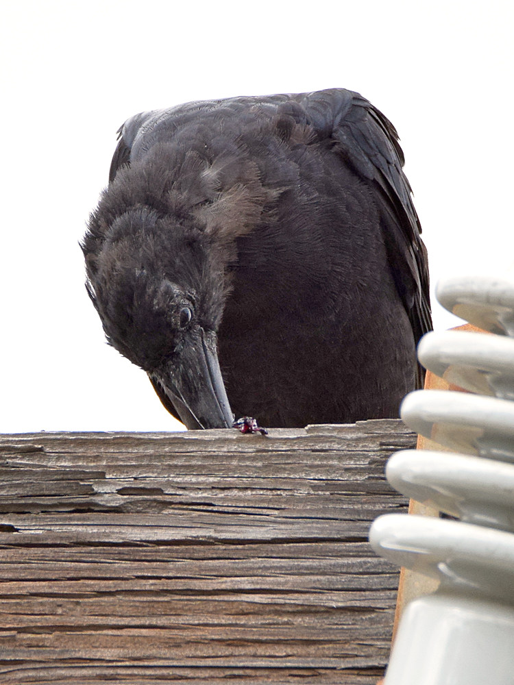 Crow.jpg