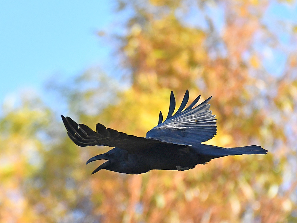 Crow.jpg