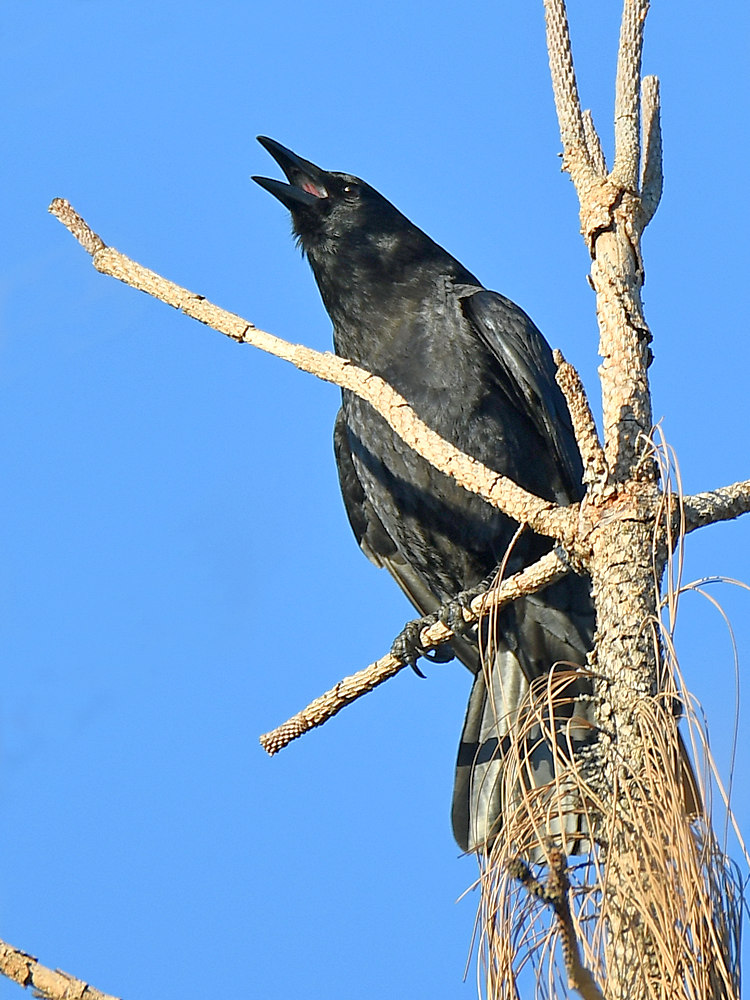 Crow.jpg
