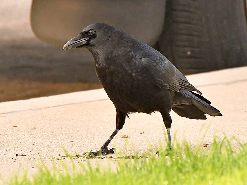 Crow.jpg