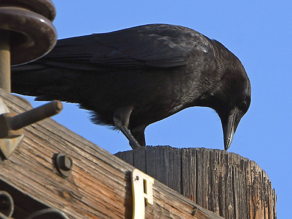 Crow.jpg