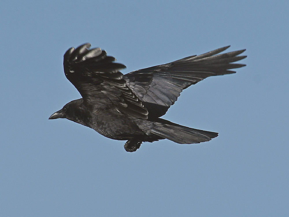 Crow.jpg