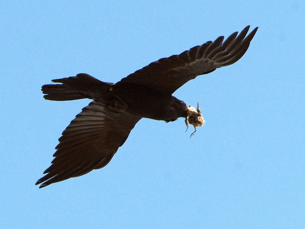 Crow.jpg