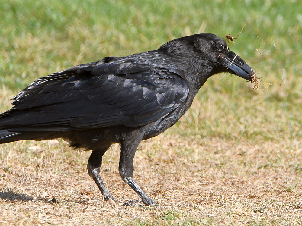 Crow.jpg