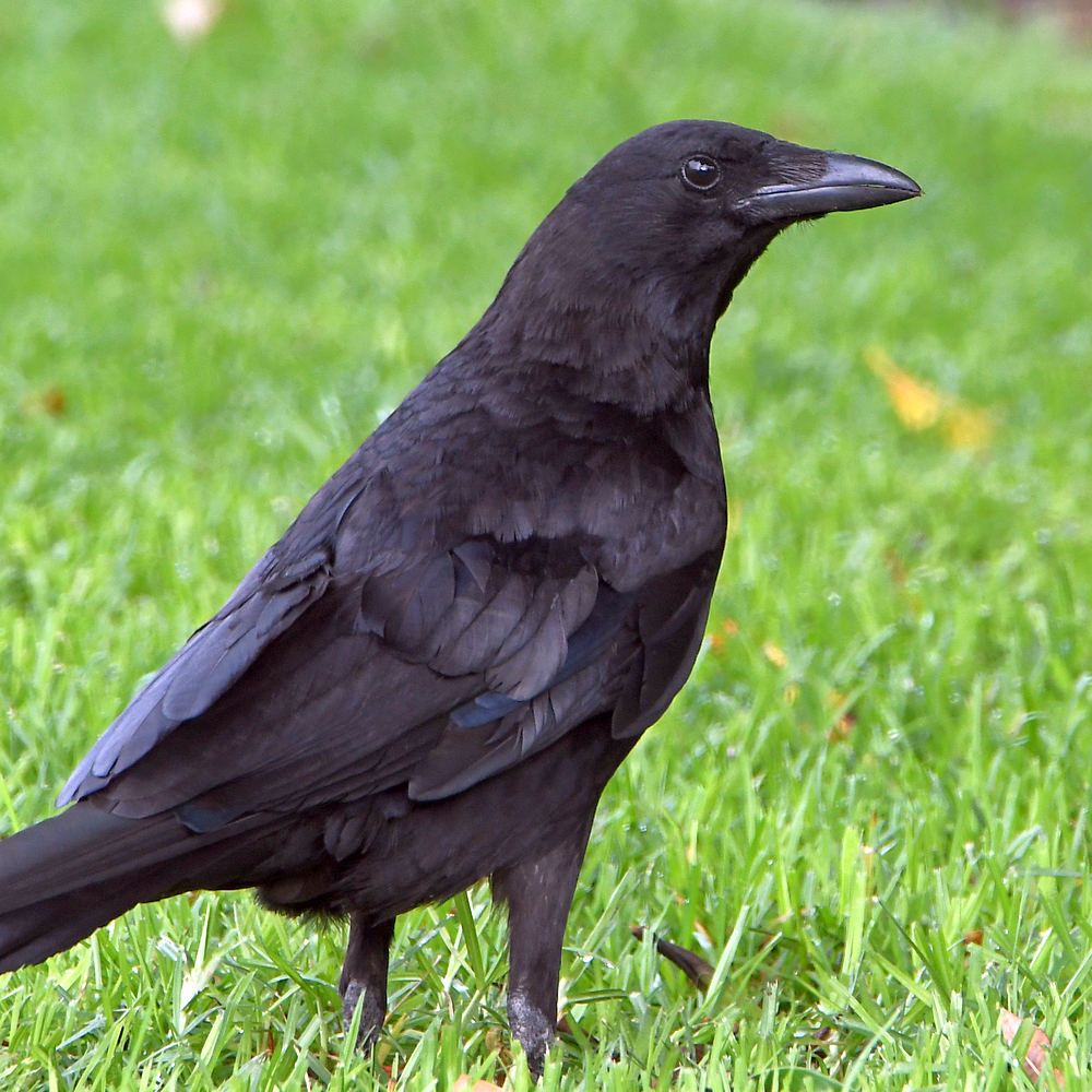Crow.jpg