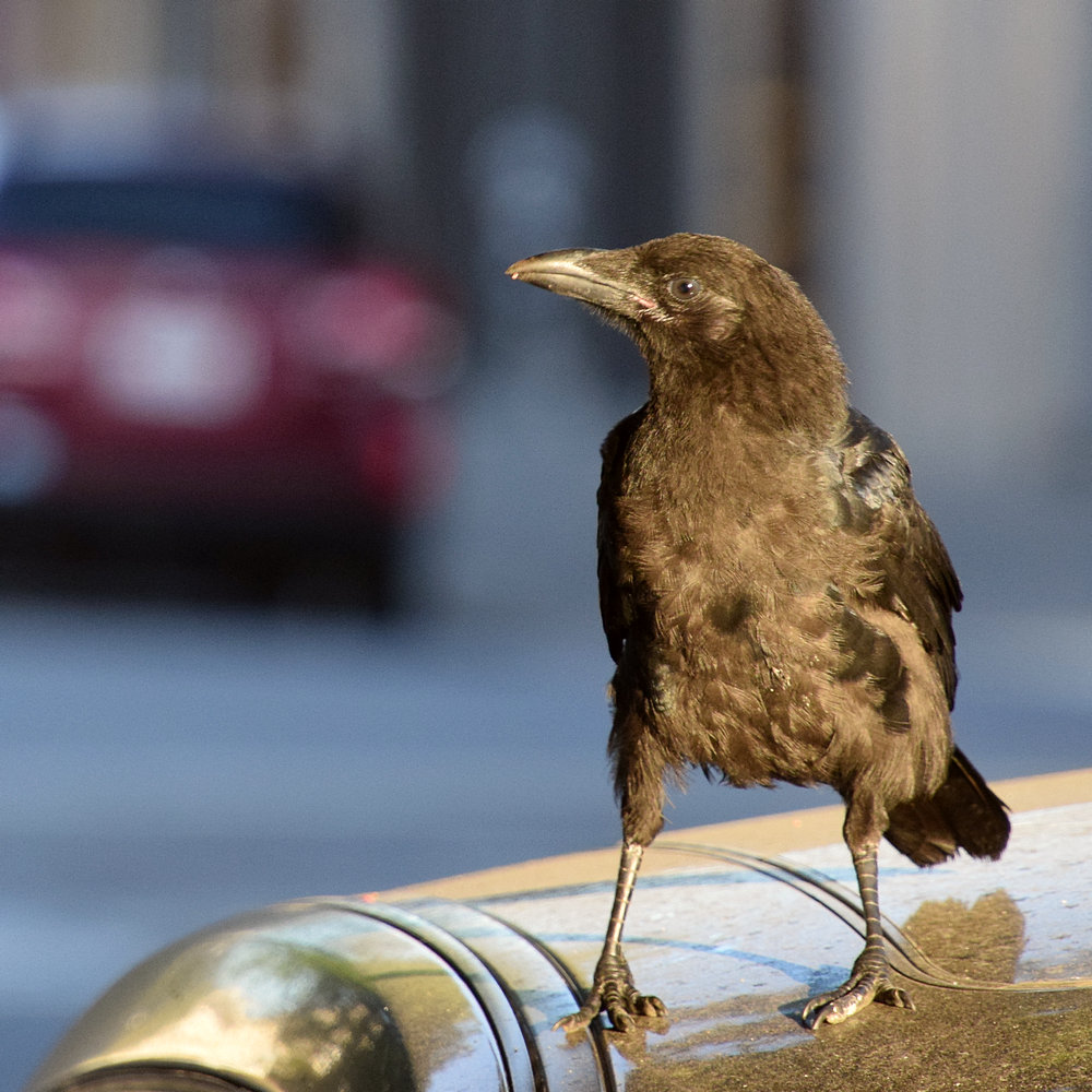 Crow.jpg