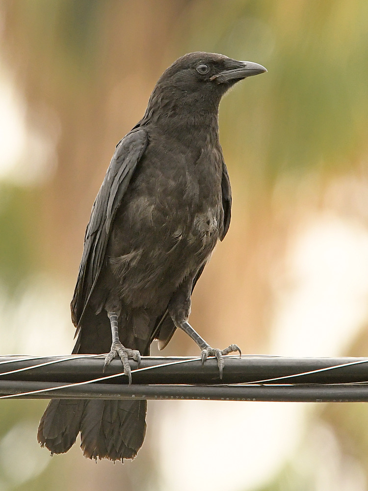 Crow.jpg