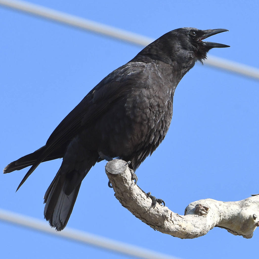 Crow.jpg