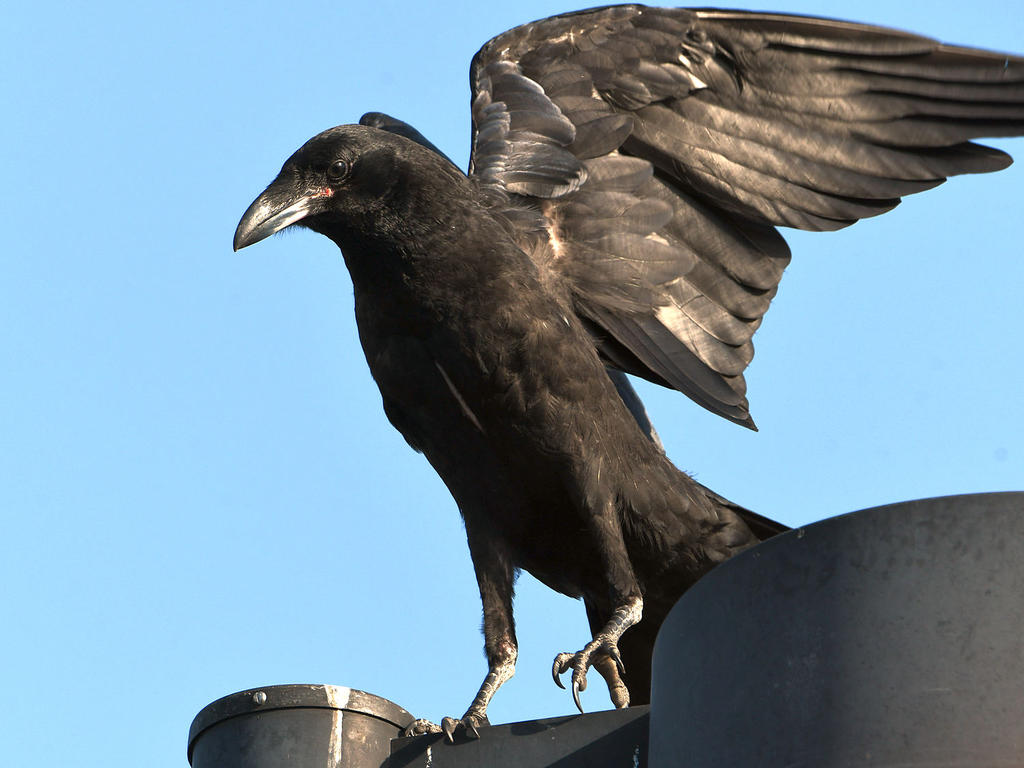 Crow.jpg