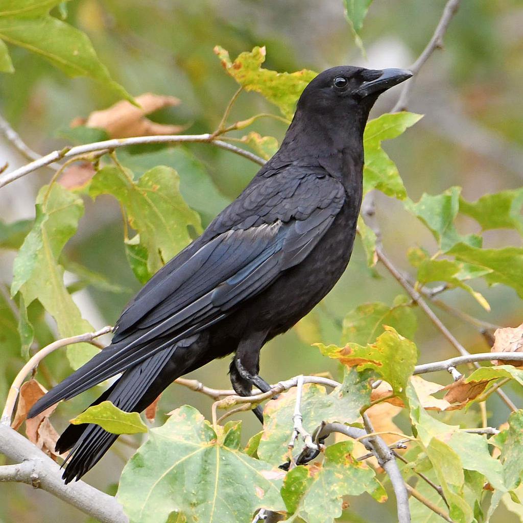 Crow.jpg