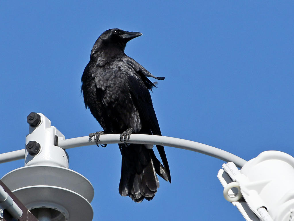 Crow.jpg