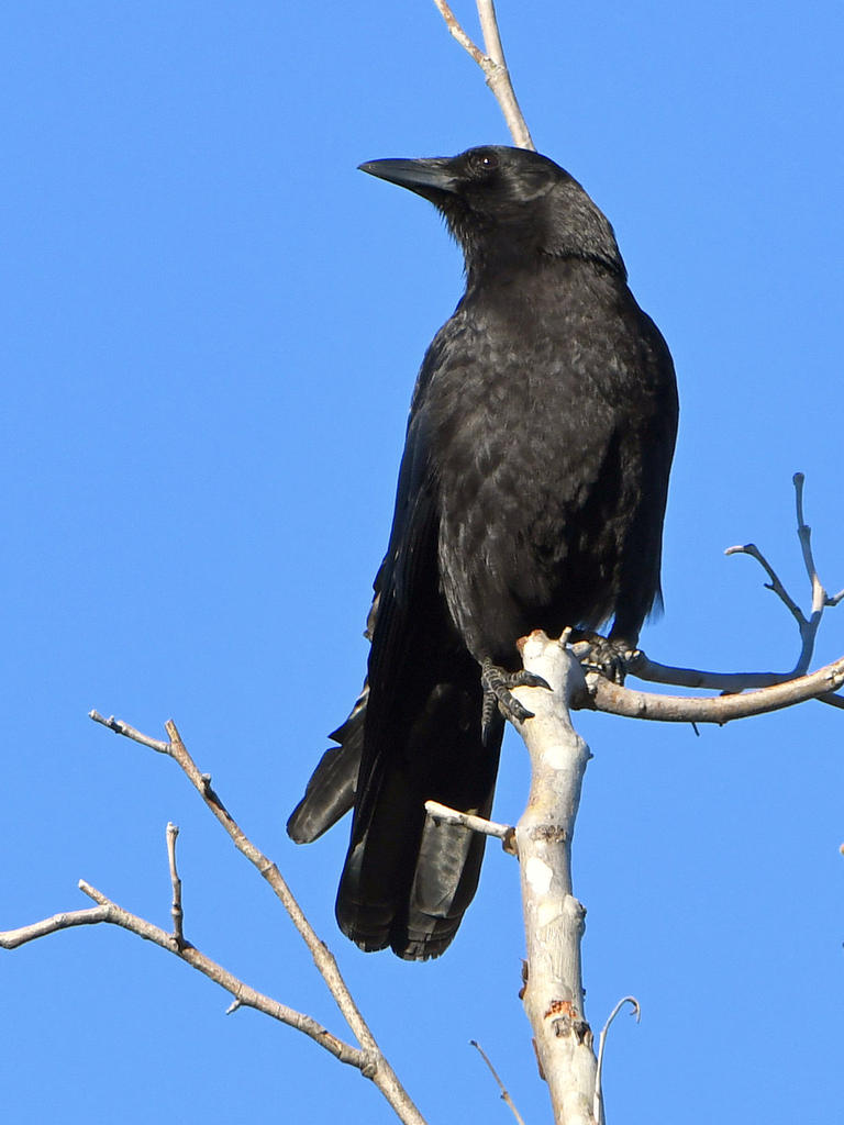 Crow.jpg