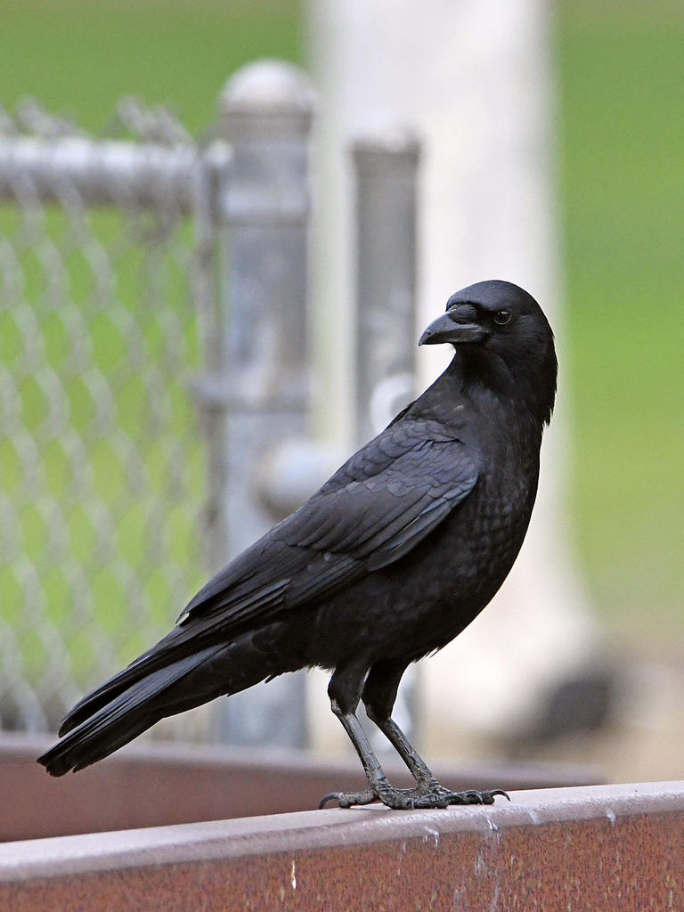 Crow.jpg