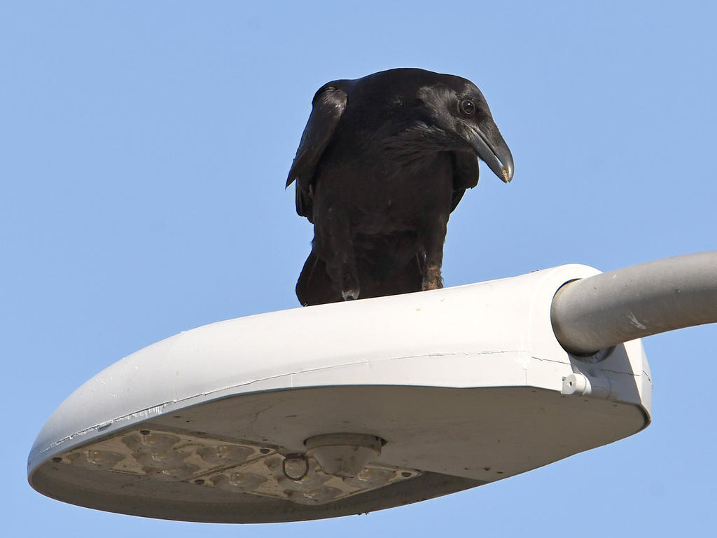 Crow.jpg