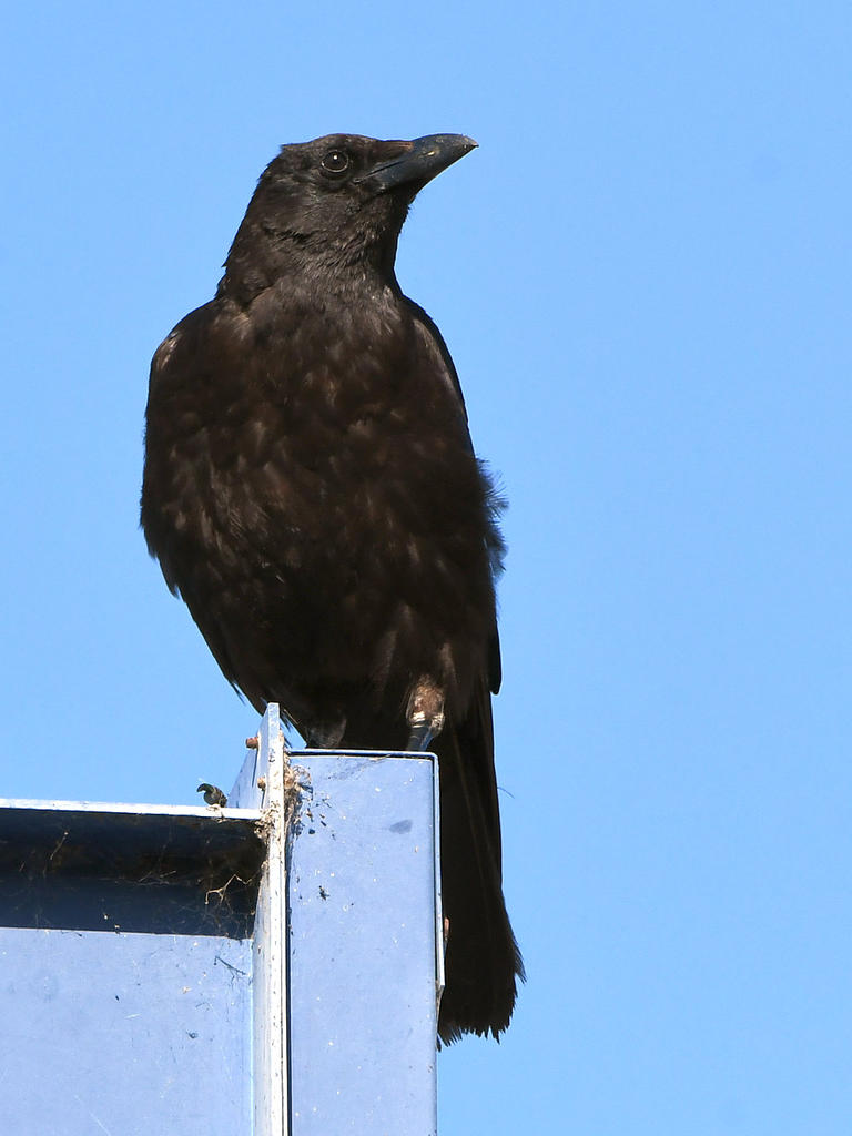 Crow.jpg