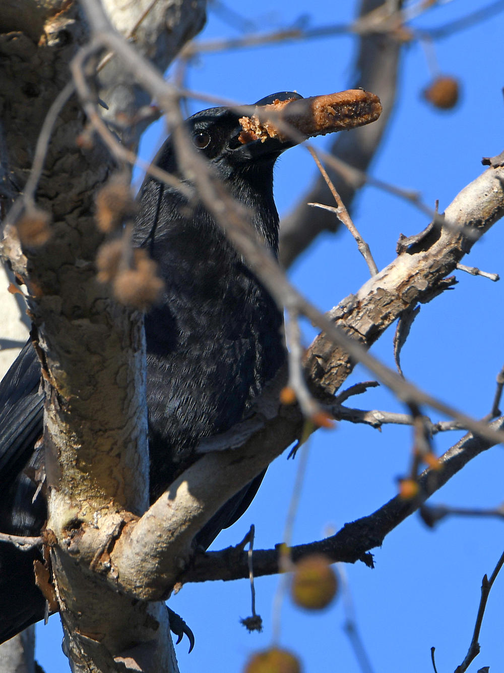Crow.jpg