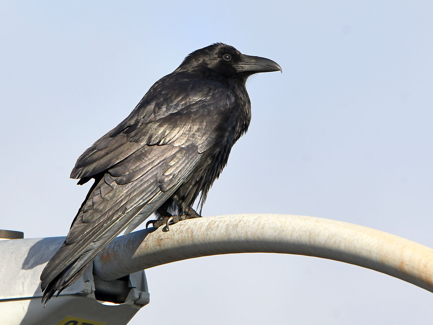 Crow.jpg