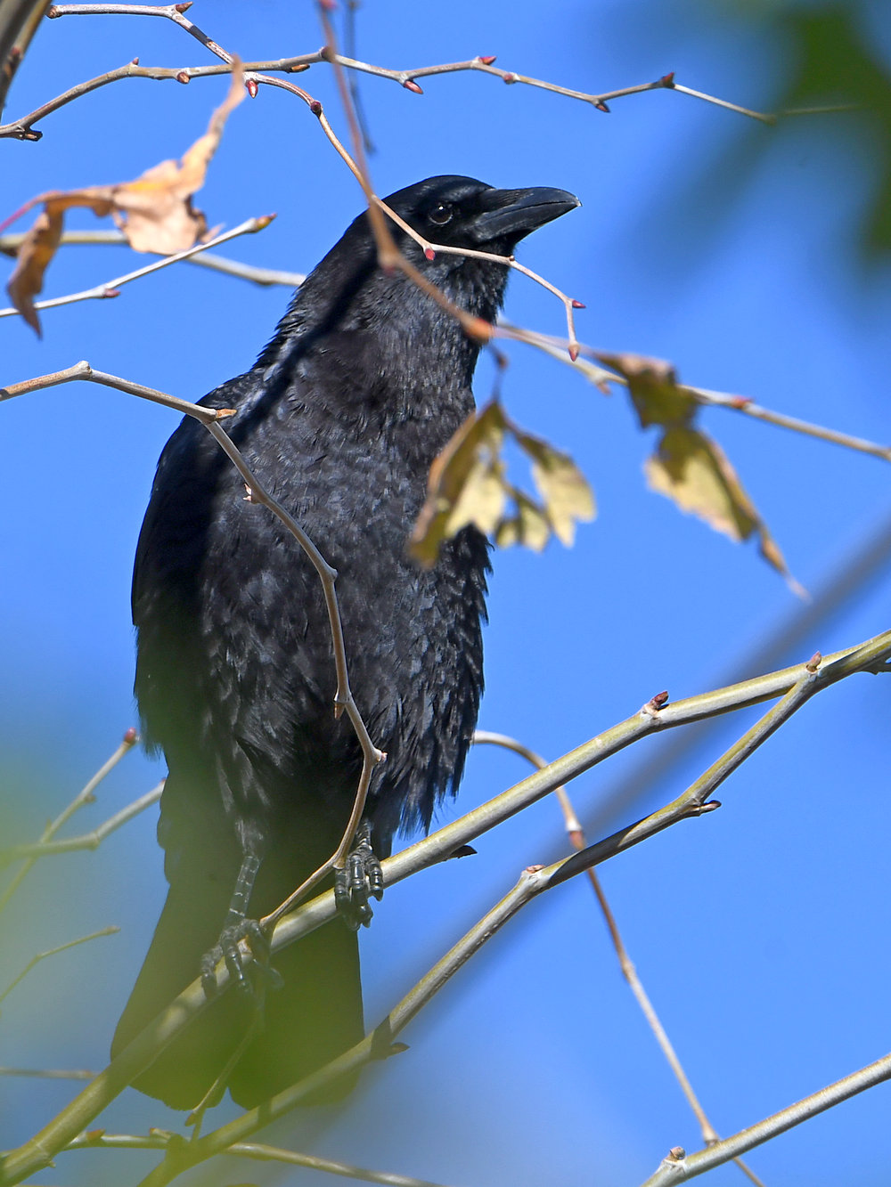 Crow.jpg
