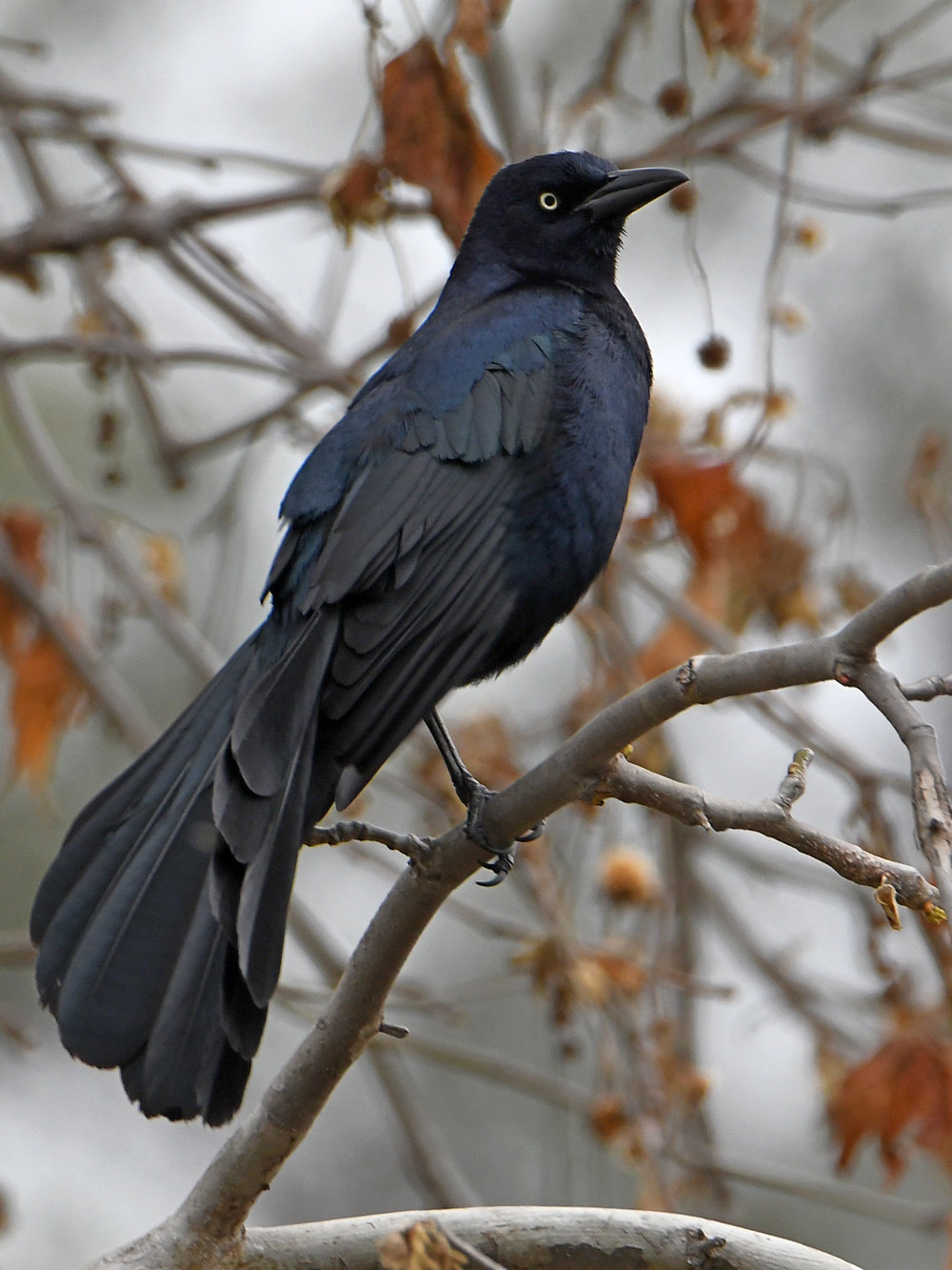 Crow.jpg