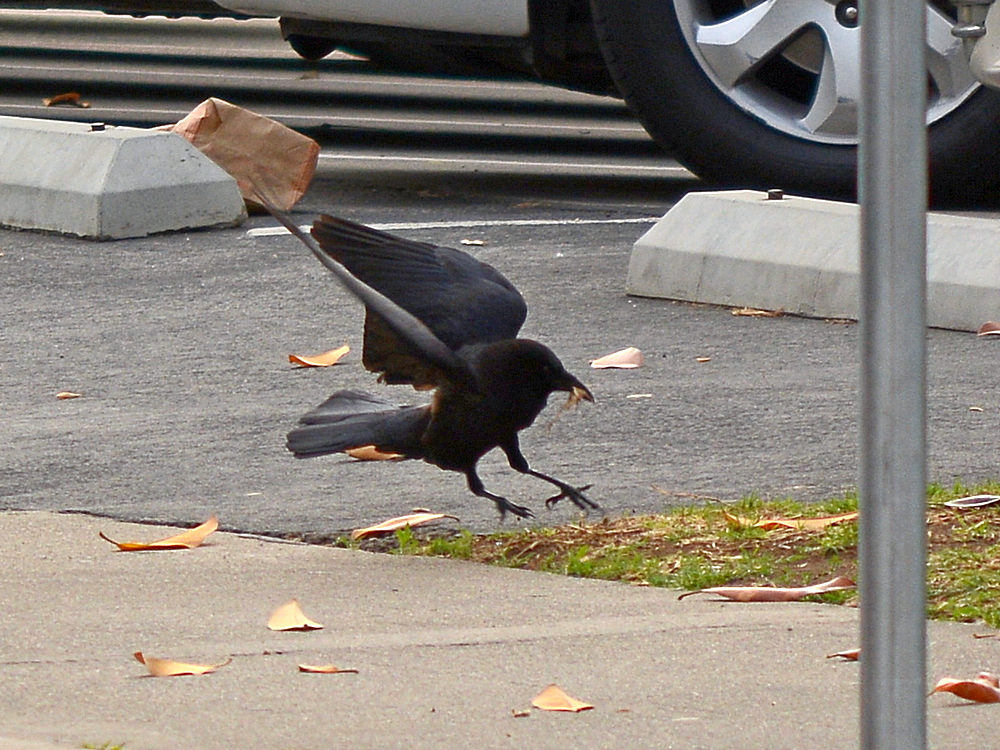 Crow.jpg
