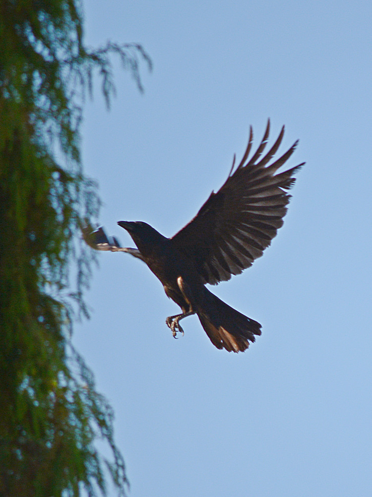 Crow.jpg