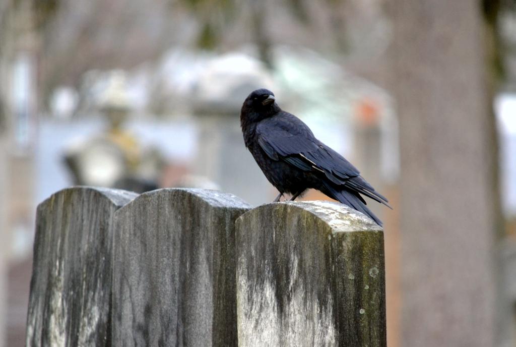 crow.jpg