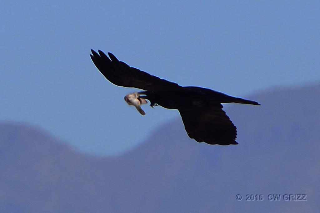 crow-meal2-cr.jpg