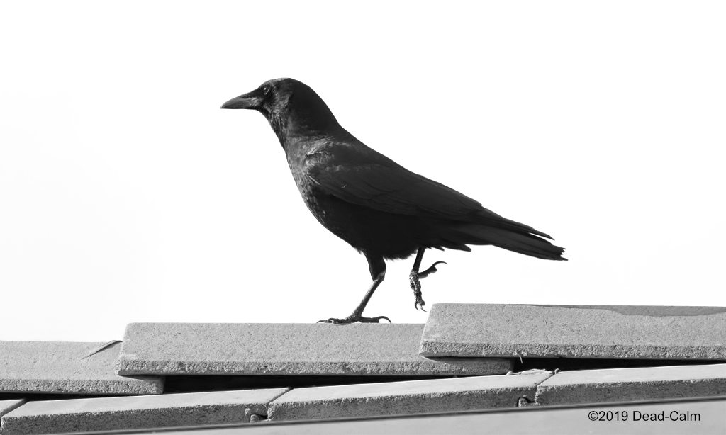crow on roof N 500_0292.jpg