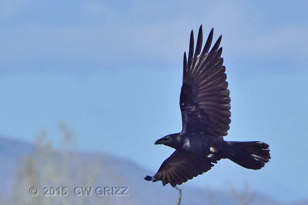 crow1_2-28-15cr1.jpg
