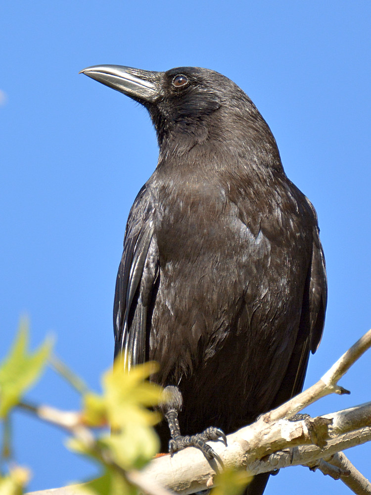 Crow2.jpg