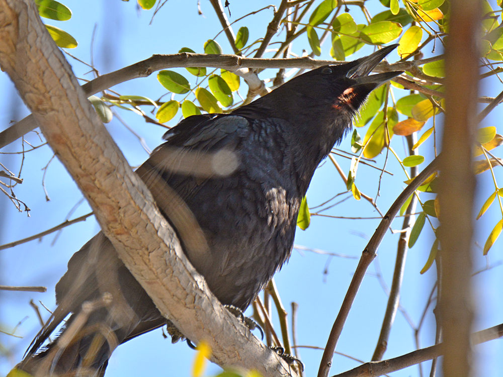 Crow2.jpg