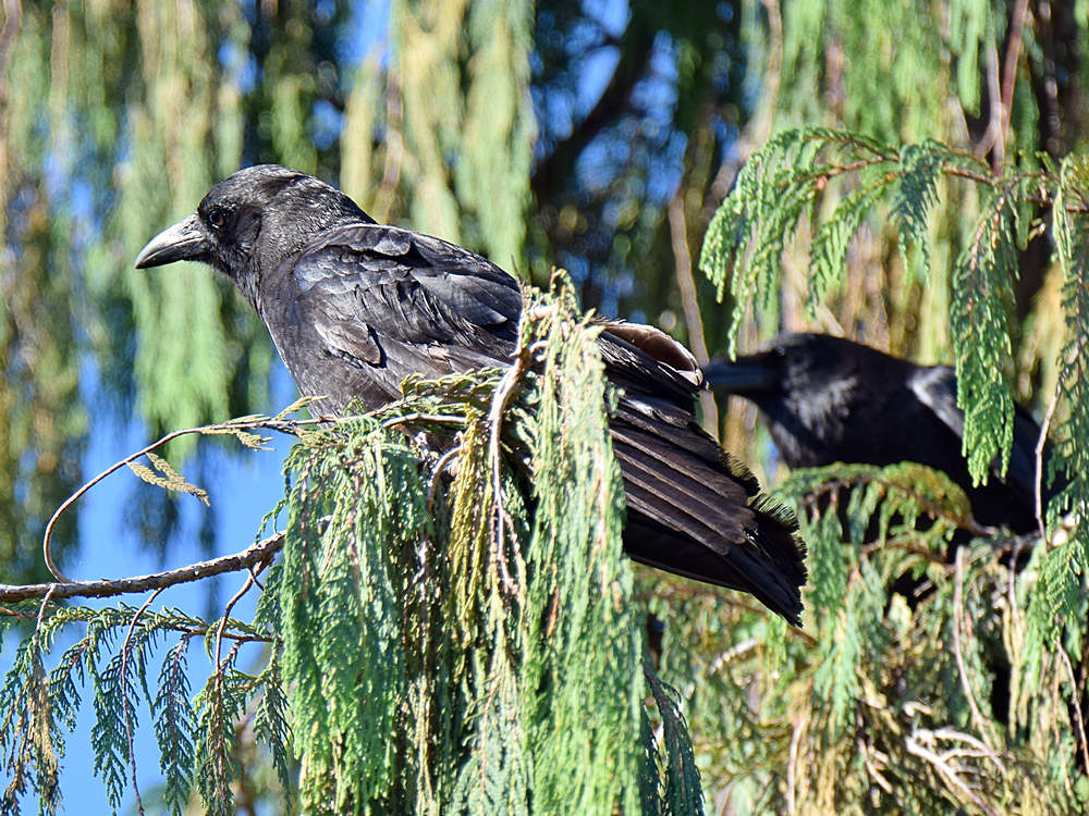 Crow2.jpg