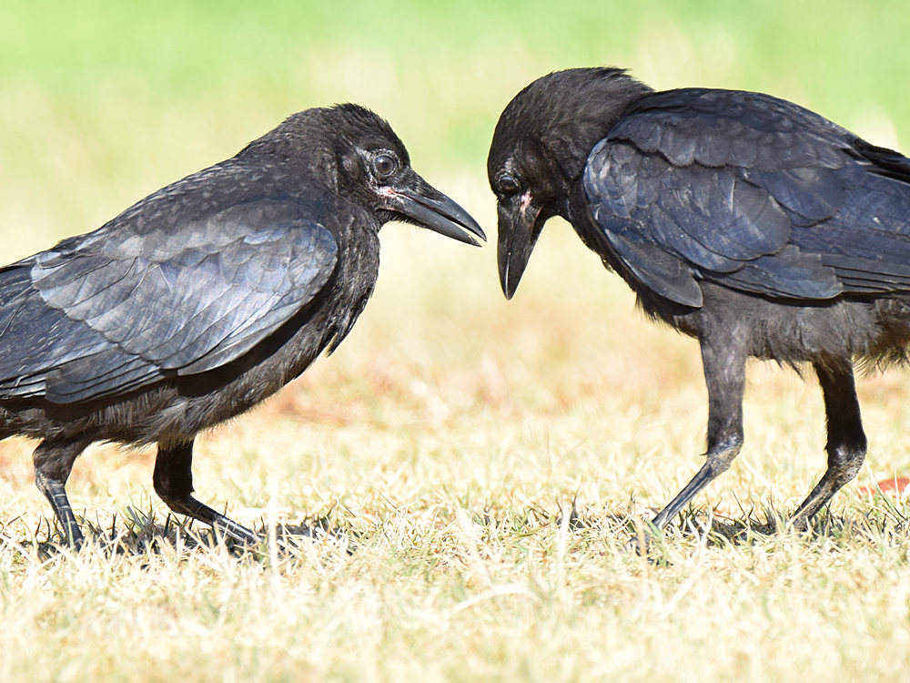 Crow2.jpg
