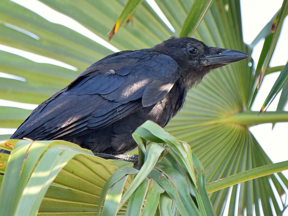 Crow2.jpg