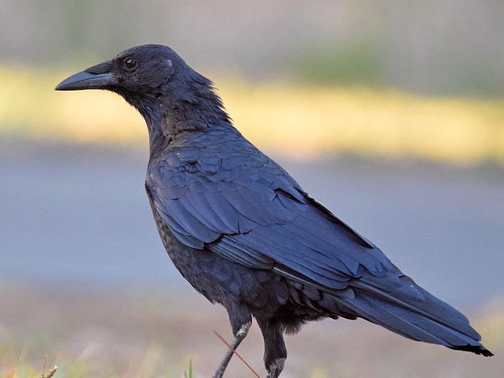 Crow2.jpg