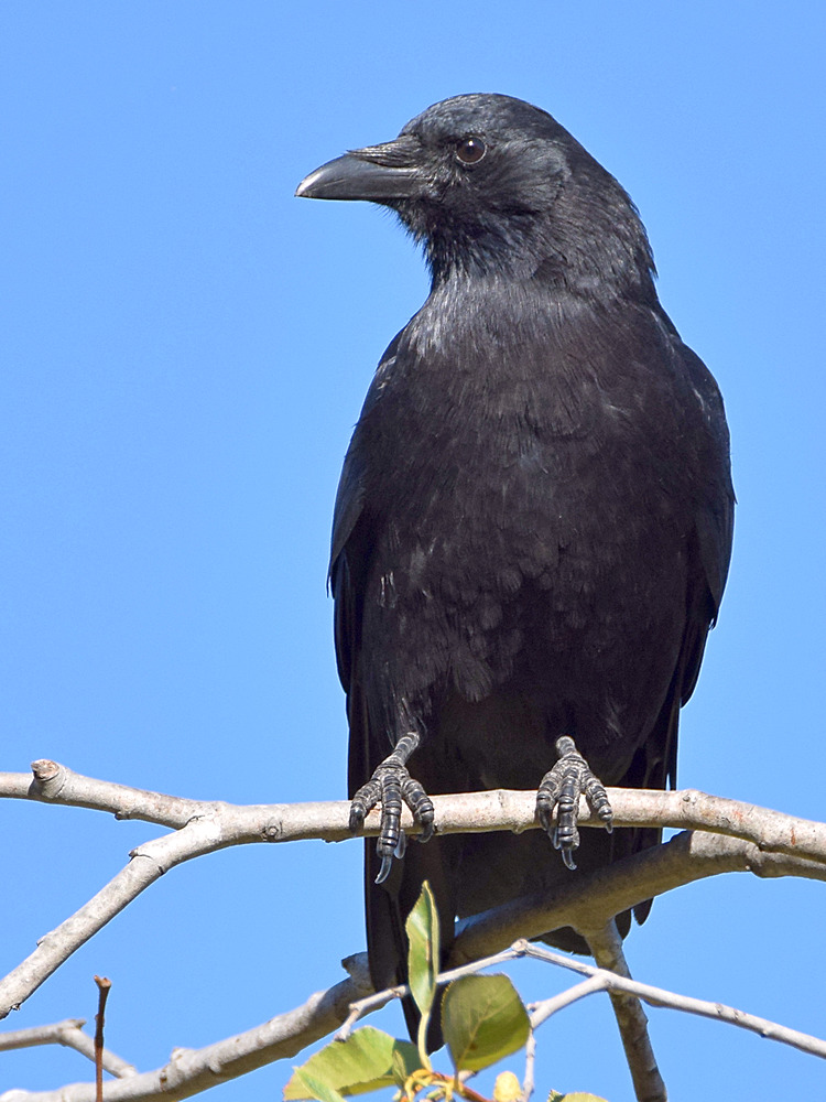 Crow2.jpg