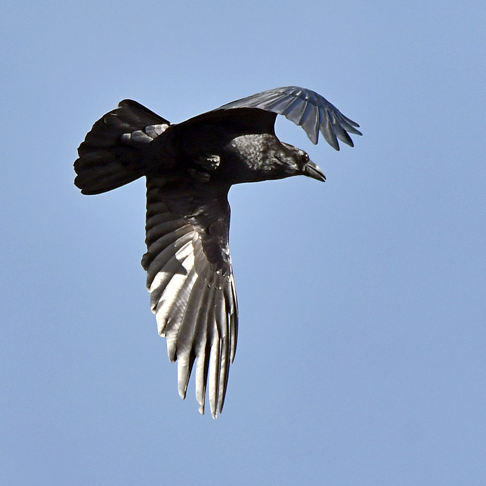 Crow2.jpg